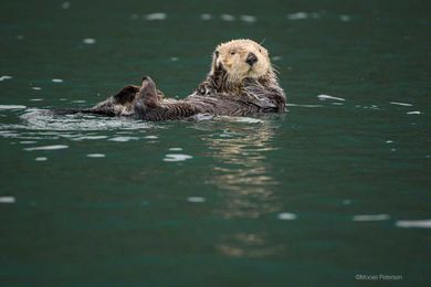 Yes, You Can Gift a Workshop with Moose