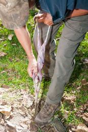 7 steps to clean a squirrel after the hunt