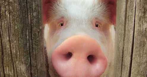 Moo-ving The Animal Husbandry Industry Forward With AI