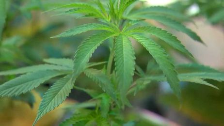 Want to Know if That Dispensary is Legit? There’s a QR Code for That