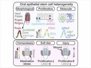 Researchers Identify Oral Stem Cells That Drive Wound Healing