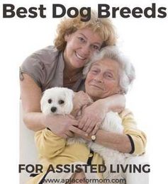 Top 10 Dog Breeds for Seniors