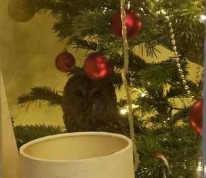 Is this the cutest 'decoration' you've ever seen on a Christmas tree?!