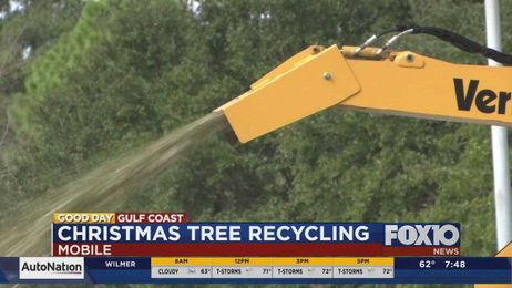 Recycle your Christmas tree for free and keep the mulch