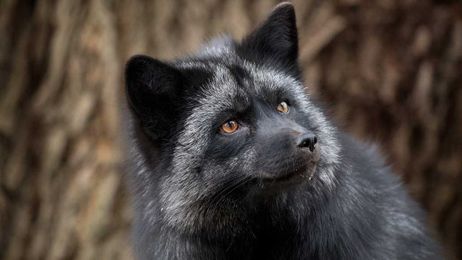 Russian foxes bred for tameness may not be the domestication story we thought