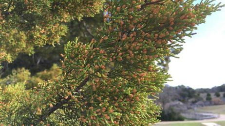 Cedar Fever: Why exposing infants to pollen isn't a bad thing
