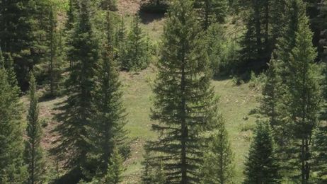 NMSU researchers looking to aid forests in climate change