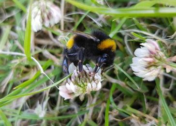 Bees: how important are they and what would happen if they became extinct?