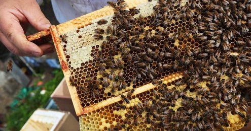 Almond Milk Is Even More Evil Than You Thought