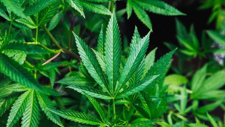5 Myths About Legal Marijuana
