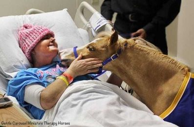 Tiny Therapy Horses Bring Large Amounts Of Love To Those Who Need It Most