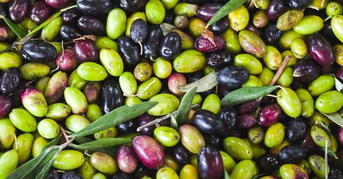 12 Benefits and Uses of Cold Pressed Olive Oil