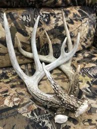 Antler genesis cycle depends on key nutrition