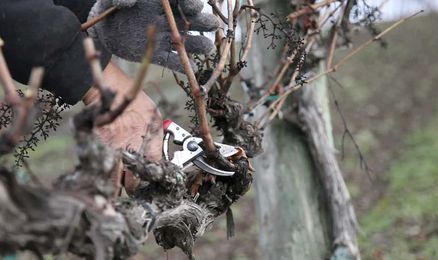 Double Pruning Grapes Technique
