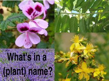 What’s In A (Plant) Name?
