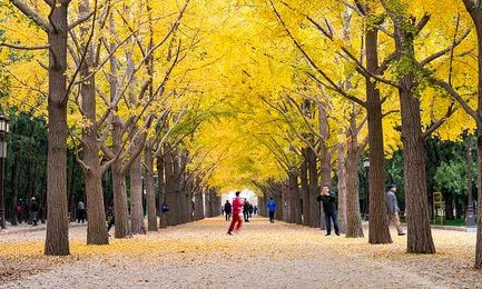 Trees live for CENTURIES thanks to an 'immune system' of chemicals