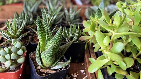Escape the winter freeze inside Glasswing Greenhouse on Capitol Hill