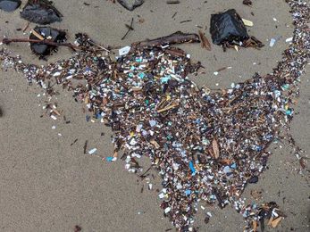 Researchers examine impacts of plastic on mole crabs