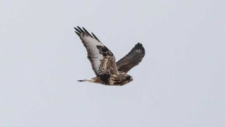 Why I Went Birdwatching at a Particle Physics Lab