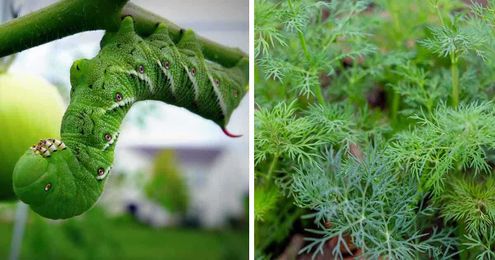 Grow Dill to Save Tomato Plants from Hornworms