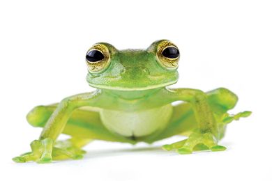 How to visit frogs in Costa Rica