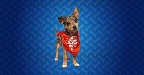 Create Your Puppy Bowl Trading Cards