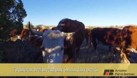 Dairy and Beef Cattle: Breeds Apart