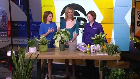 Helpful Tips To Give Your Indoor Plants Some Extra Love