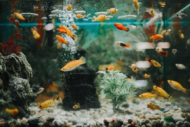 Can I Move a Partially Filled Aquarium?