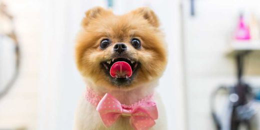 Easy Ways to Help Your Local Animal Shelter