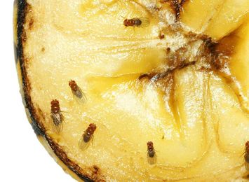 How To Get Rid Of Fruit Flies In Your Kitchen