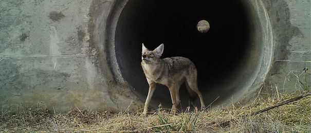 Look Who's Moving Under the Highway