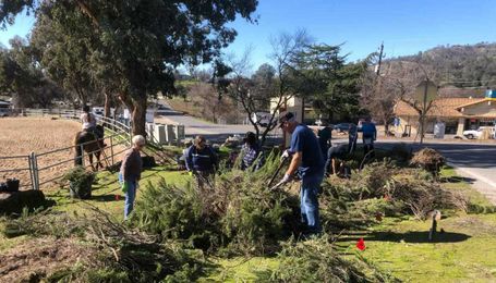 Native plants grow in YLP
