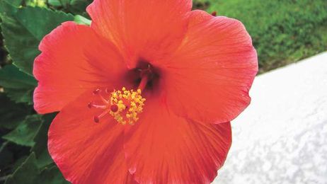 OUT IN THE YARD — Permaculture Guilds makes work light