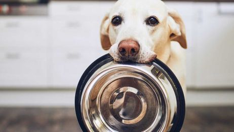 FDA investigating link between grain-free food and heart failure in dogs