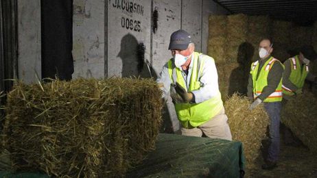 Prepping straw bedding for dogs signals Iditarod is near