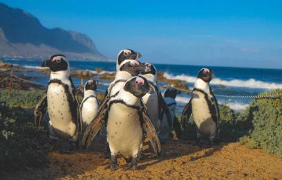ETHICAL ANIMAL ENCOUNTERS: How To Choose Them In South Africa