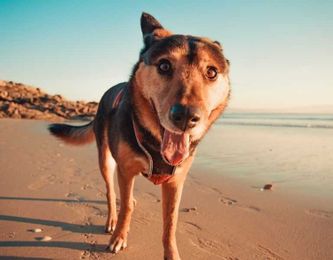 Five Pet-Friendly Places to Visit During Your Next Grand Strand Getaway