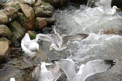 Association to Preserve Cape Cod Seeks Herring Monitors