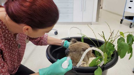 How UC Davis veterinarians use fish skins to help heal Australian wildlife