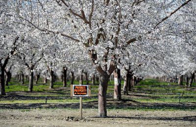 Almond orchards are pretty but don’t walk on private property for a selfie