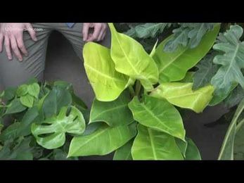 Green Thumb: The Beautiful Philodendron
