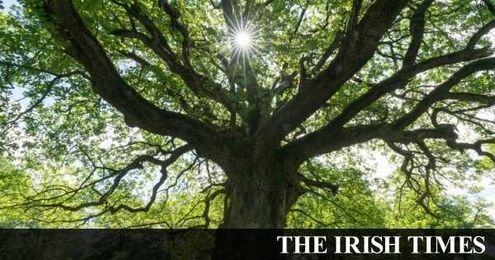 School kids get the measure of trees and their benefits