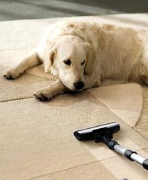 5 Considerations When Buying a Pet Vacuum Cleaner