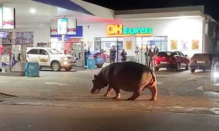 Hippo stuns motorists when it takes a stroll through a petrol station