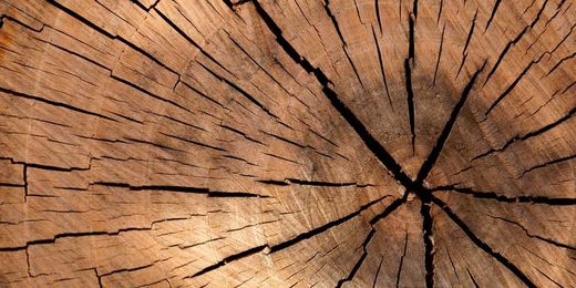 Why cast nylon is best for sawmill equipment