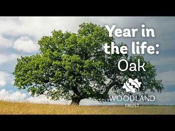A Year in the Life of an Oak Tree