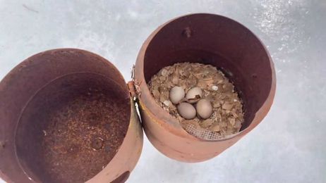 Checking Wood Duck Boxes