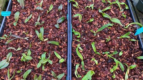 Growers take two approaches to raising young orchids