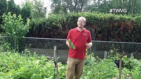 Let your volunteer vegetables grow